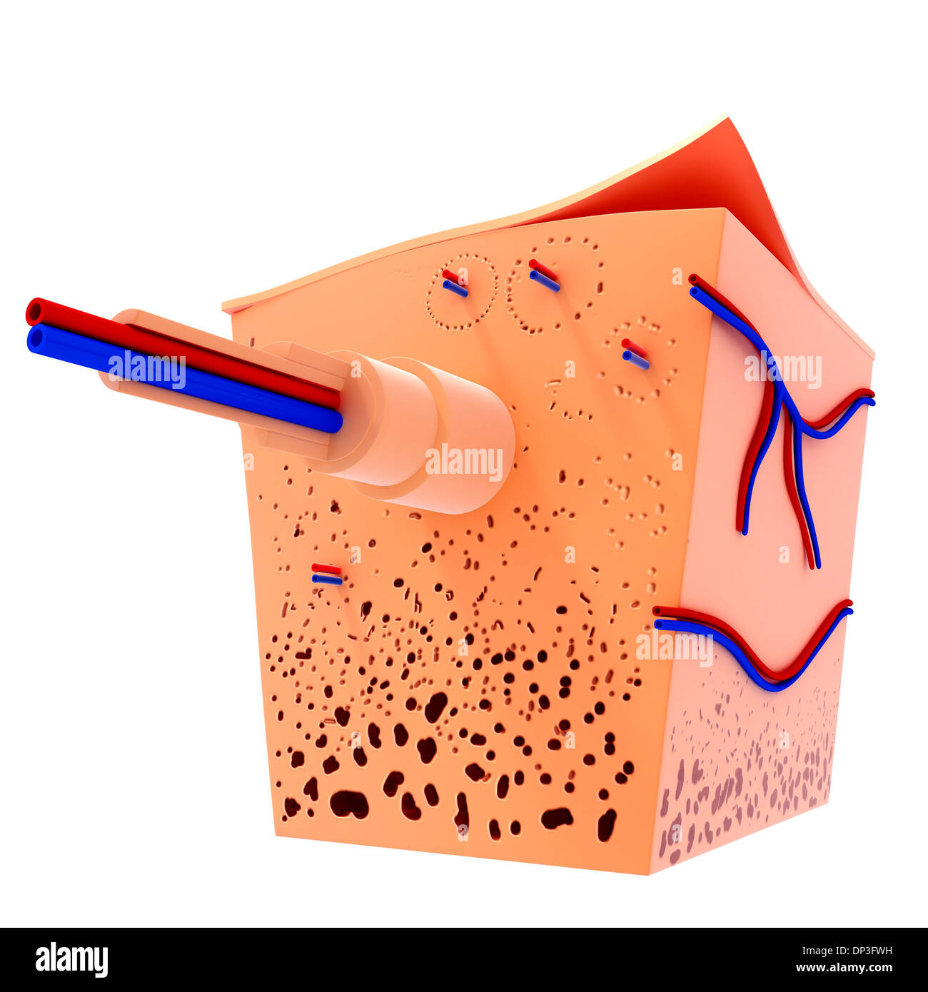 Umano struttura ossea, artwork Foto Stock