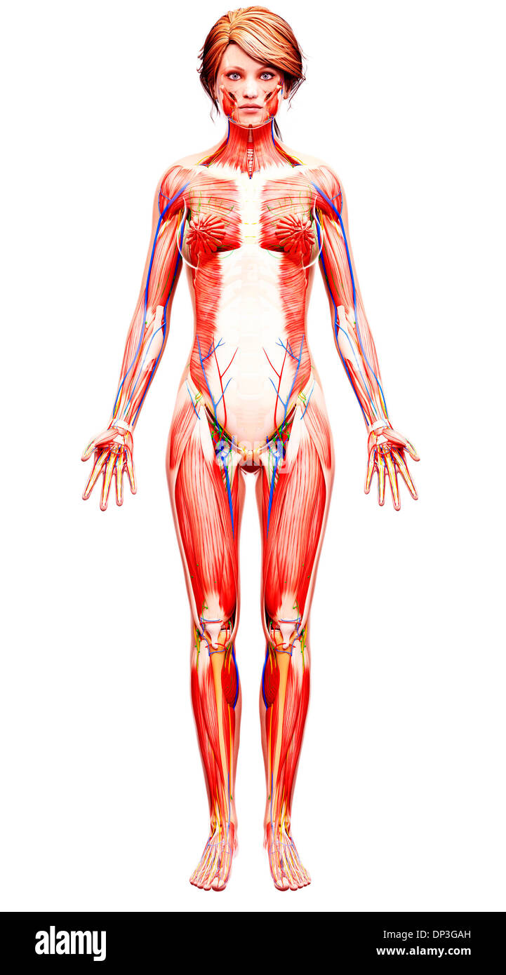 Anatomia femminile, artwork Foto Stock