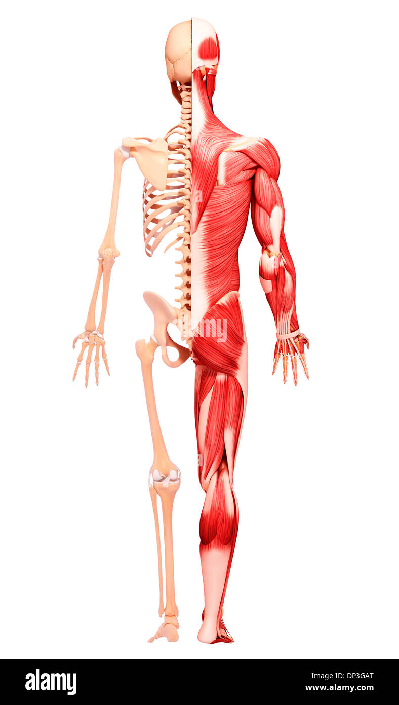 Muscolatura umana, artwork Foto Stock