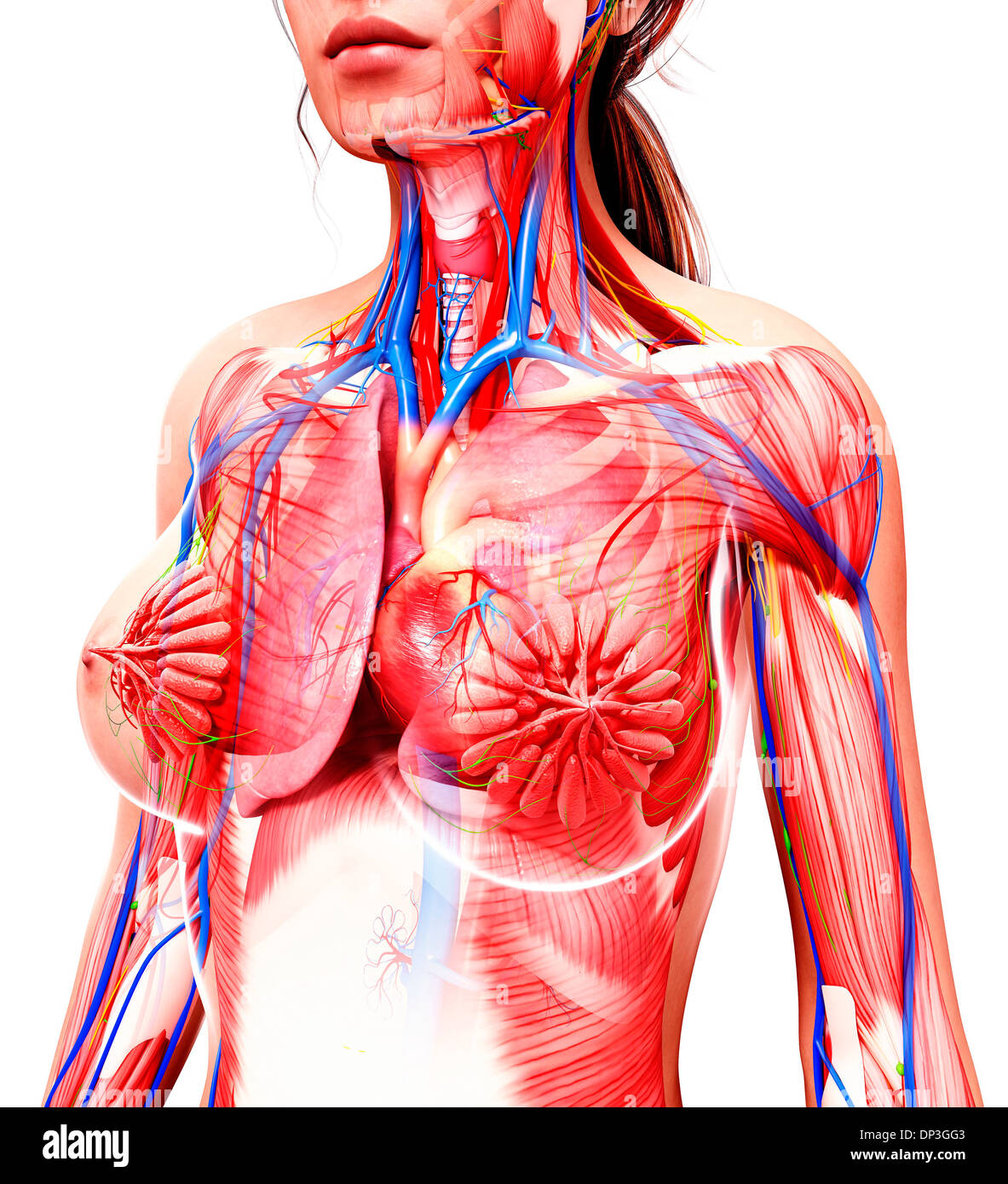 Anatomia femminile, artwork Foto Stock