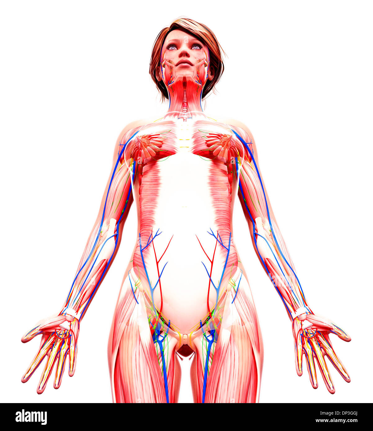 Anatomia femminile, artwork Foto Stock