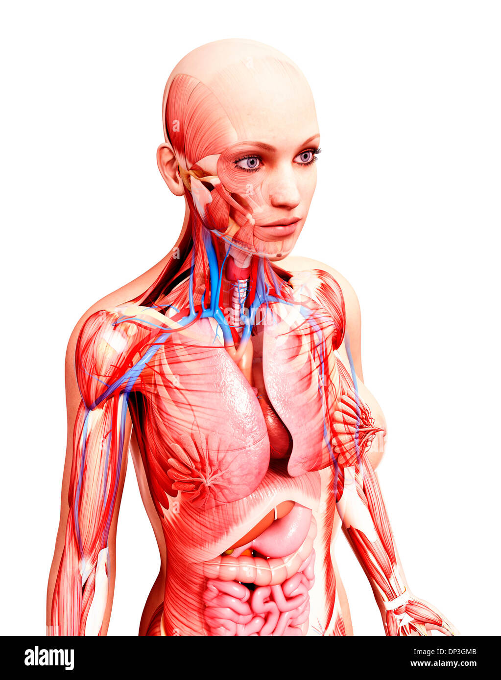 Anatomia femminile, artwork Foto Stock
