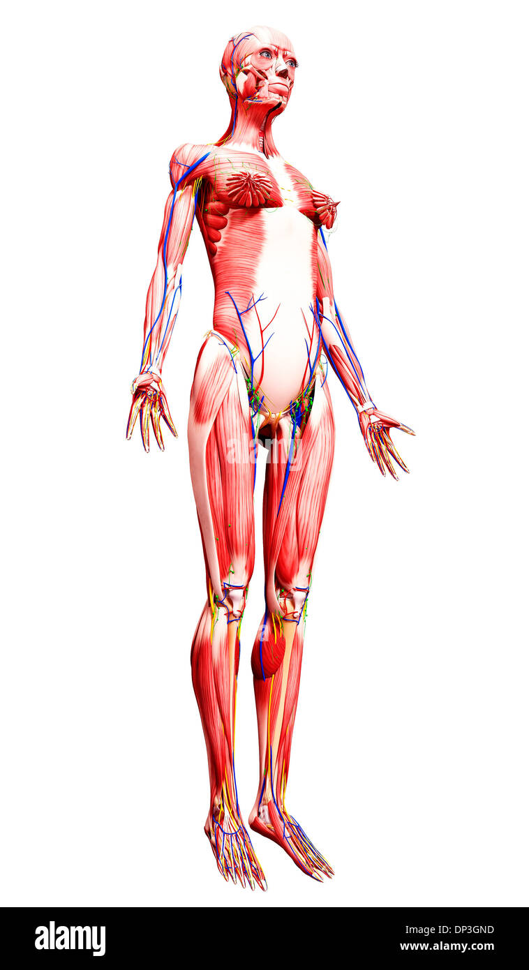 Anatomia femminile, artwork Foto Stock