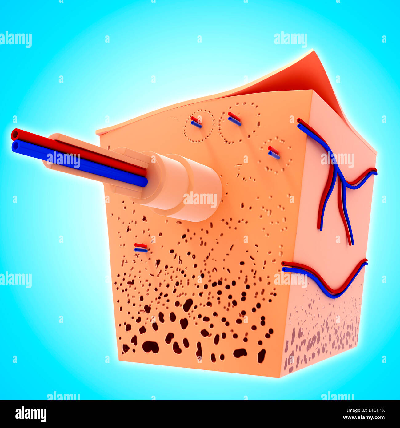 Umano struttura ossea, artwork Foto Stock