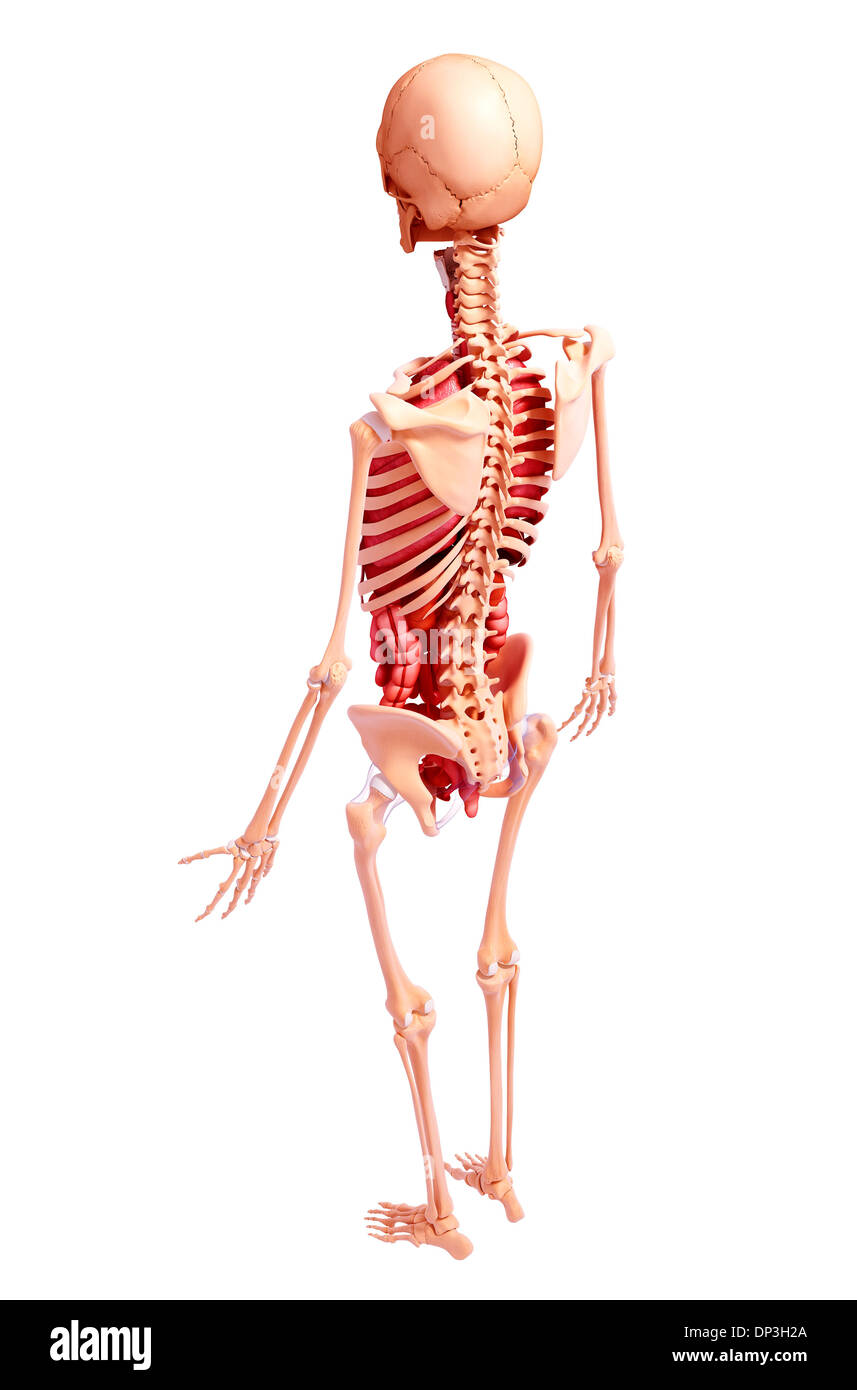 Anatomia femminile, artwork Foto Stock