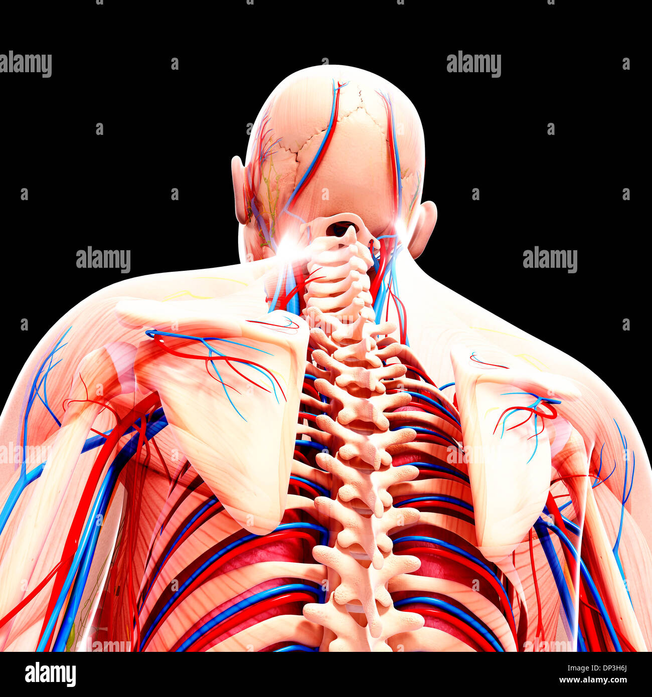Anatomia Umana, artwork Foto Stock