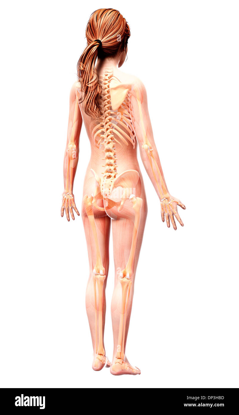 Scheletro femminile, artwork Foto Stock