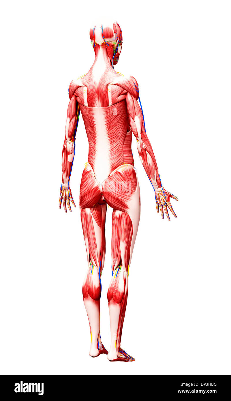 Muscolatura femminile, artwork Foto Stock
