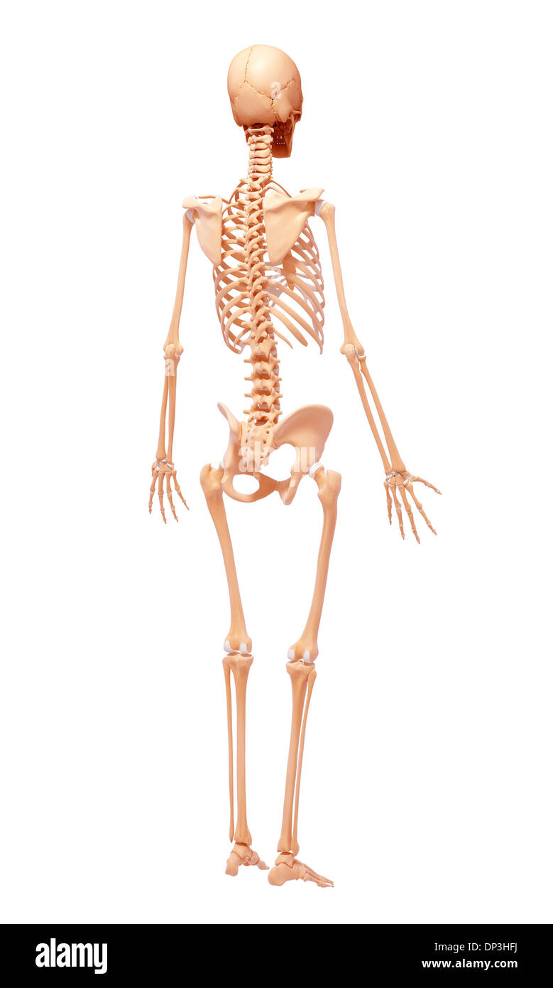 Scheletro umano, artwork Foto Stock