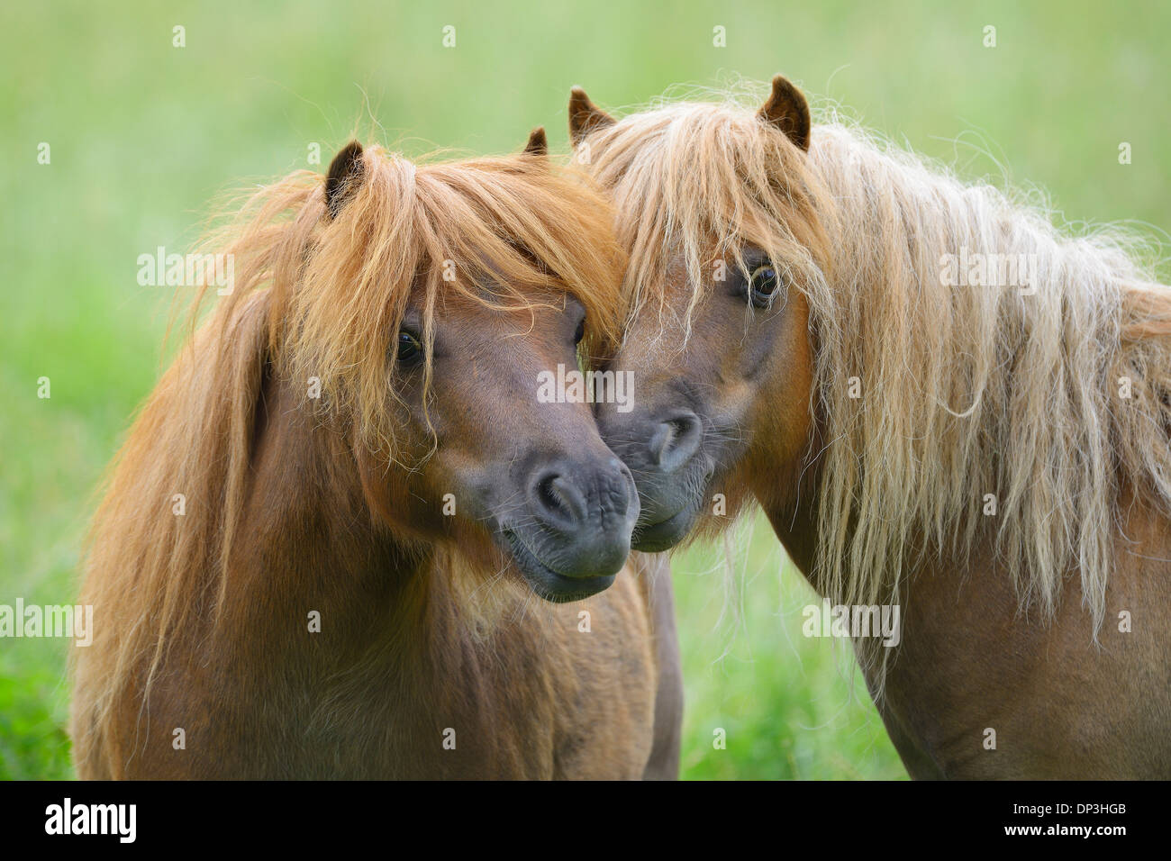 Close-up di cavalli Nuzzling, Hesse, Germania Foto Stock