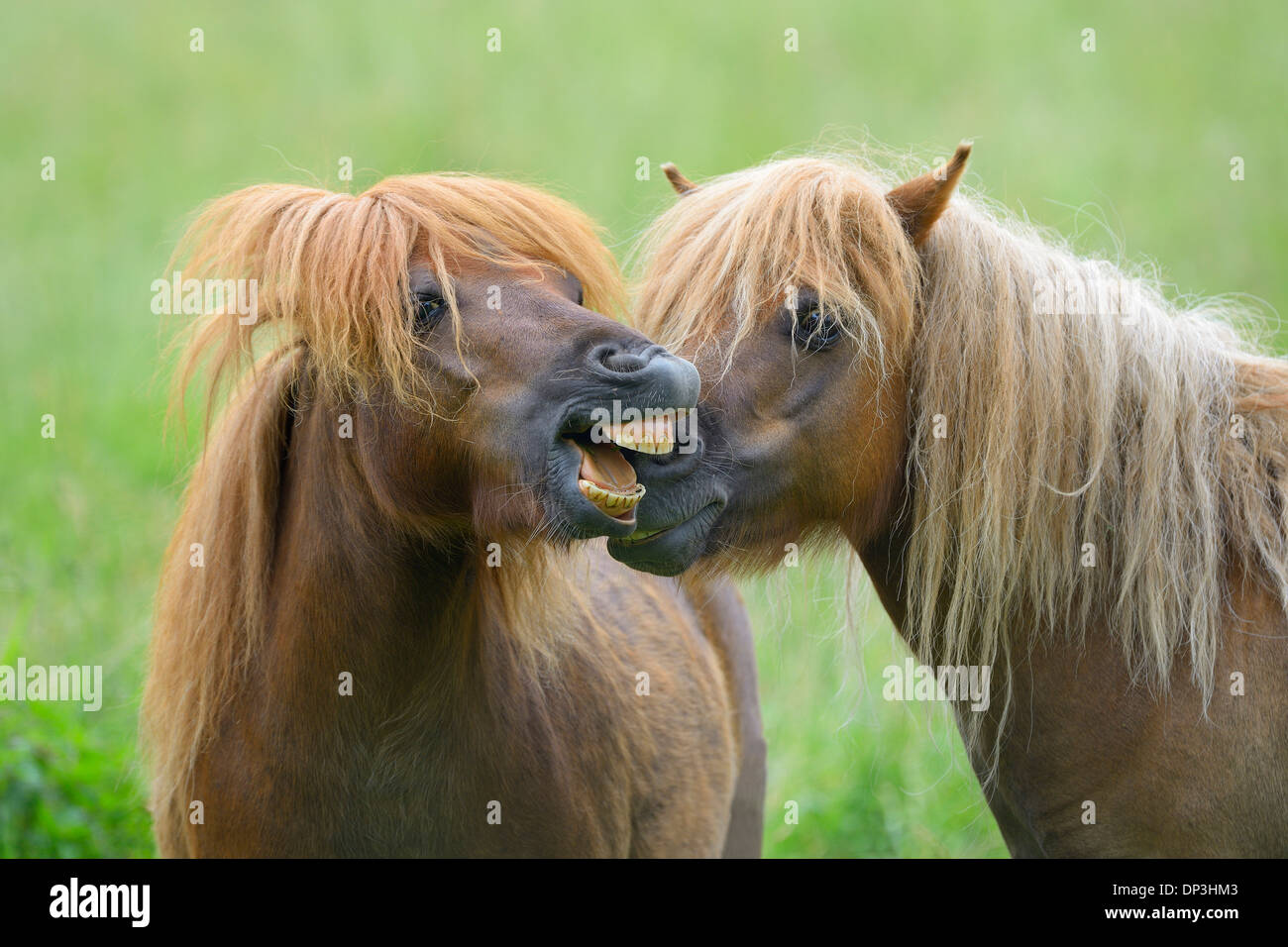 Ritratto di cavalli, Hesse, Germania Foto Stock