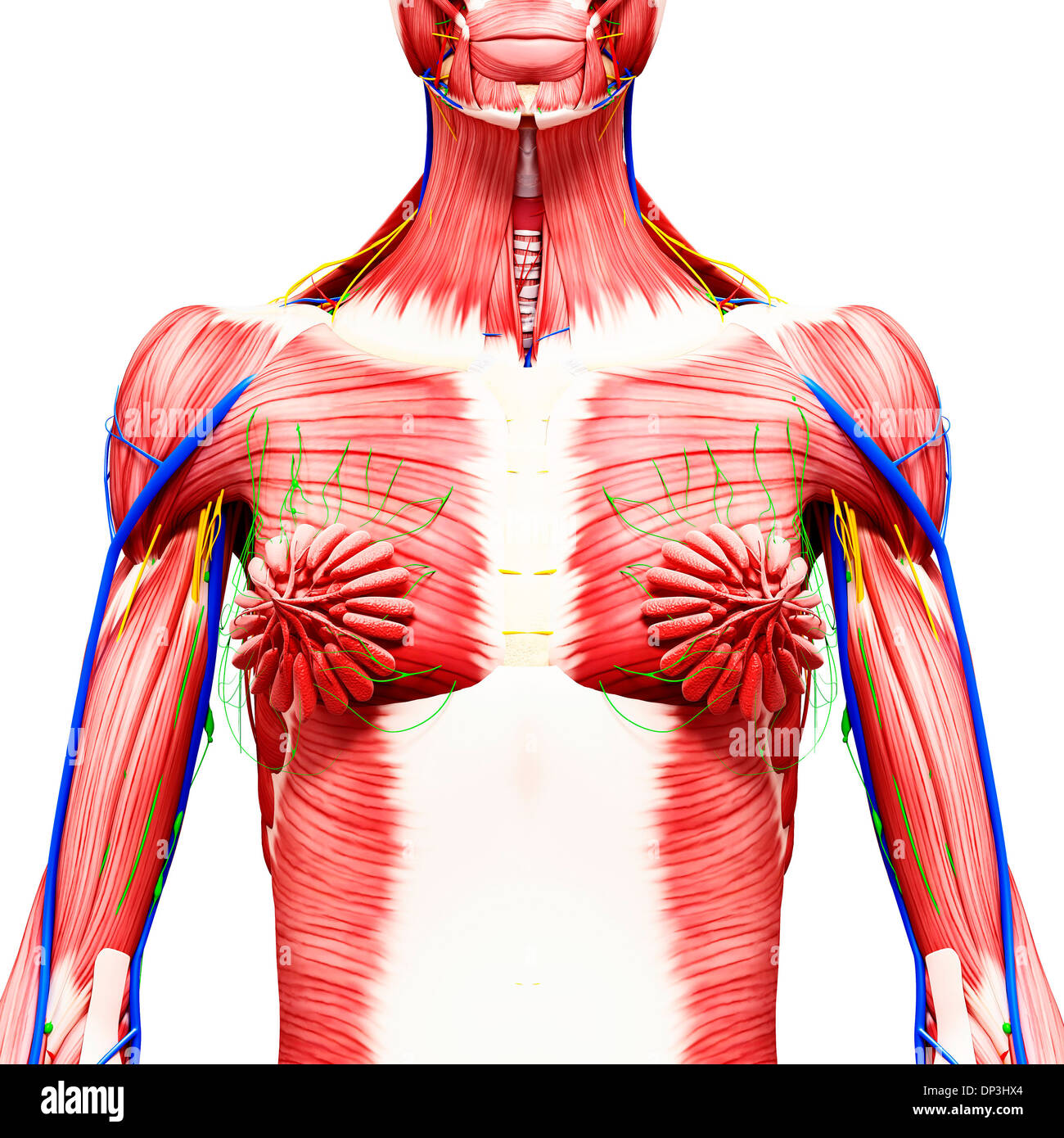 Anatomia femminile, artwork Foto Stock