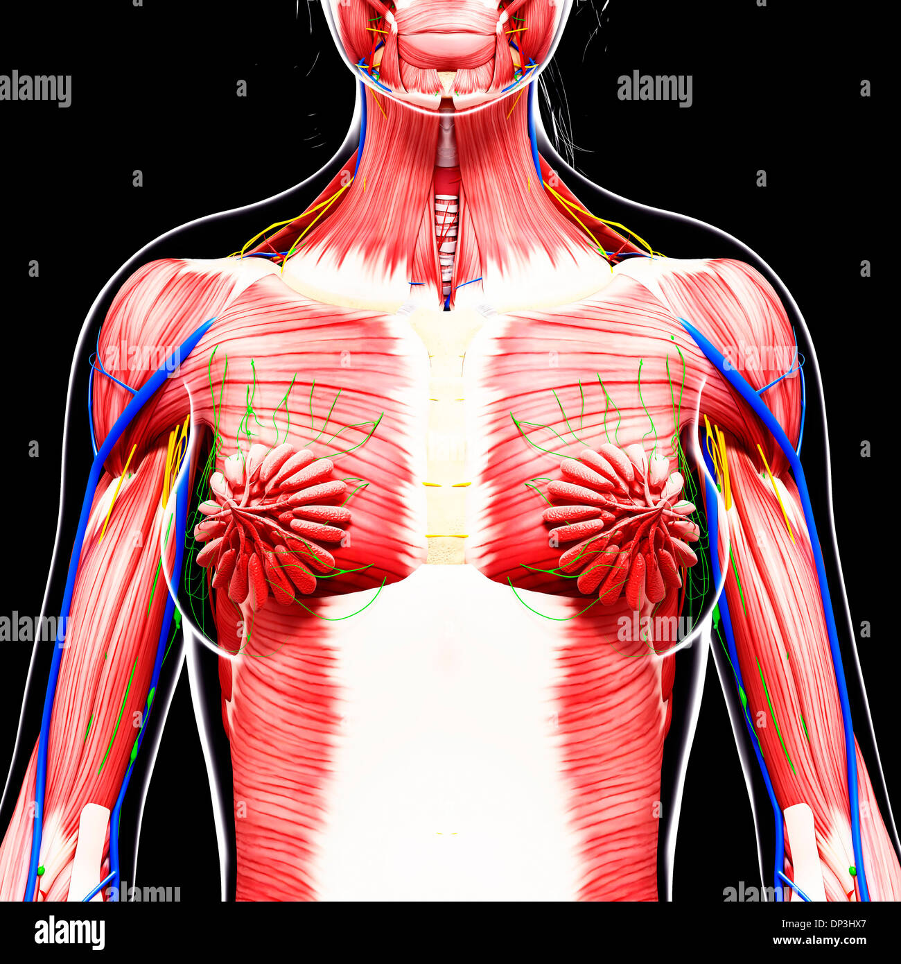 Anatomia femminile, artwork Foto Stock