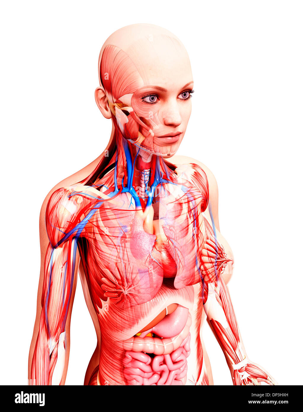 Anatomia femminile, artwork Foto Stock