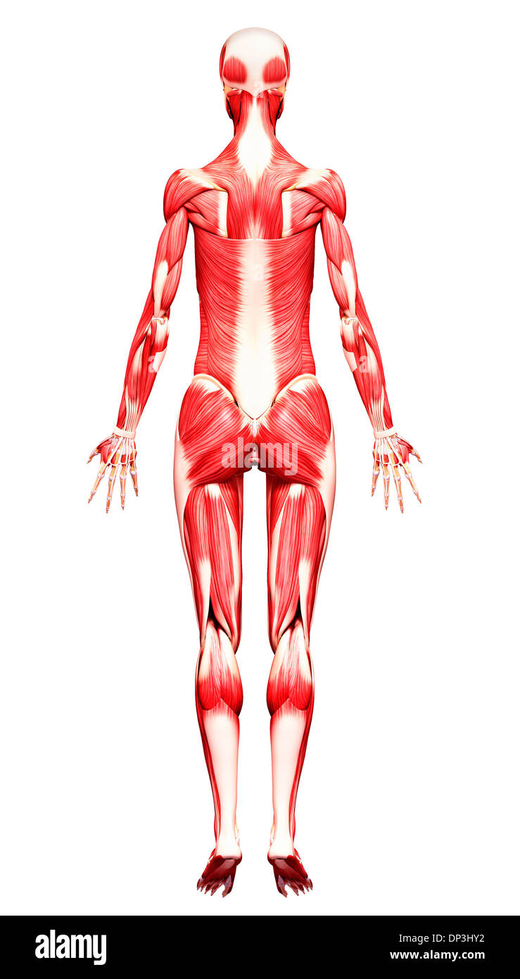 Muscolatura femminile, artwork Foto Stock