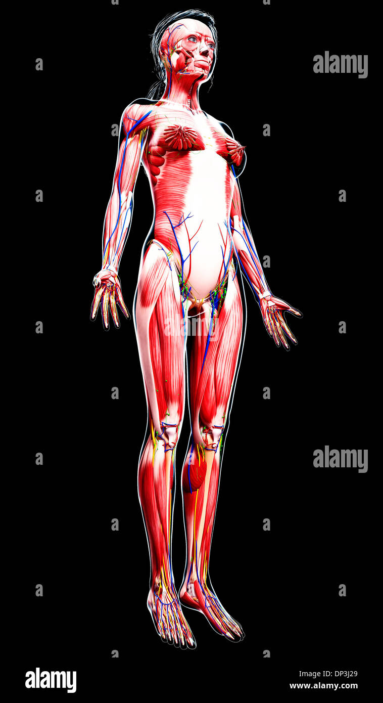 Anatomia femminile, artwork Foto Stock
