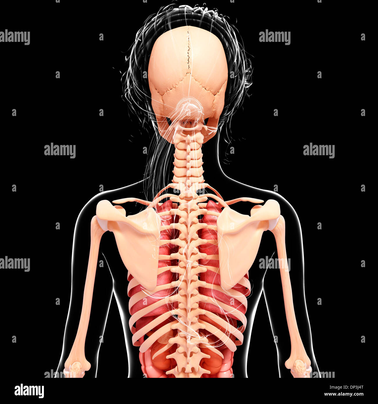 Anatomia femminile, artwork Foto Stock