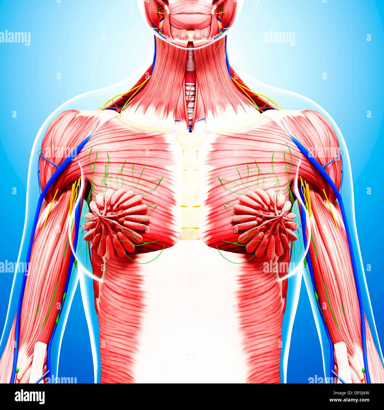 Anatomia femminile, artwork Foto Stock