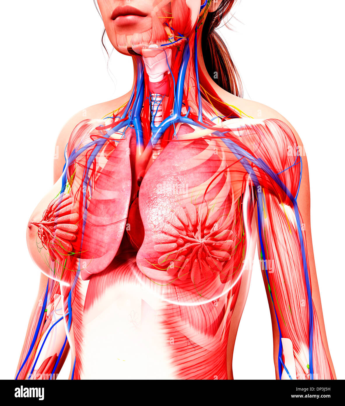 Anatomia femminile, artwork Foto Stock