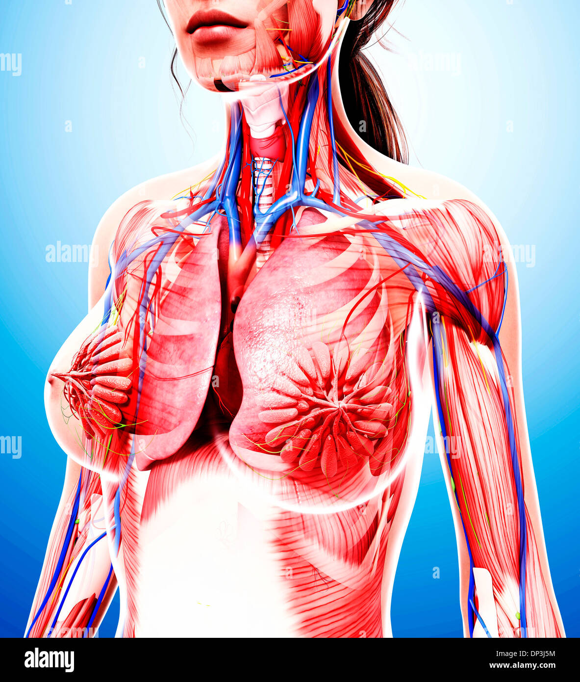 Anatomia femminile, artwork Foto Stock