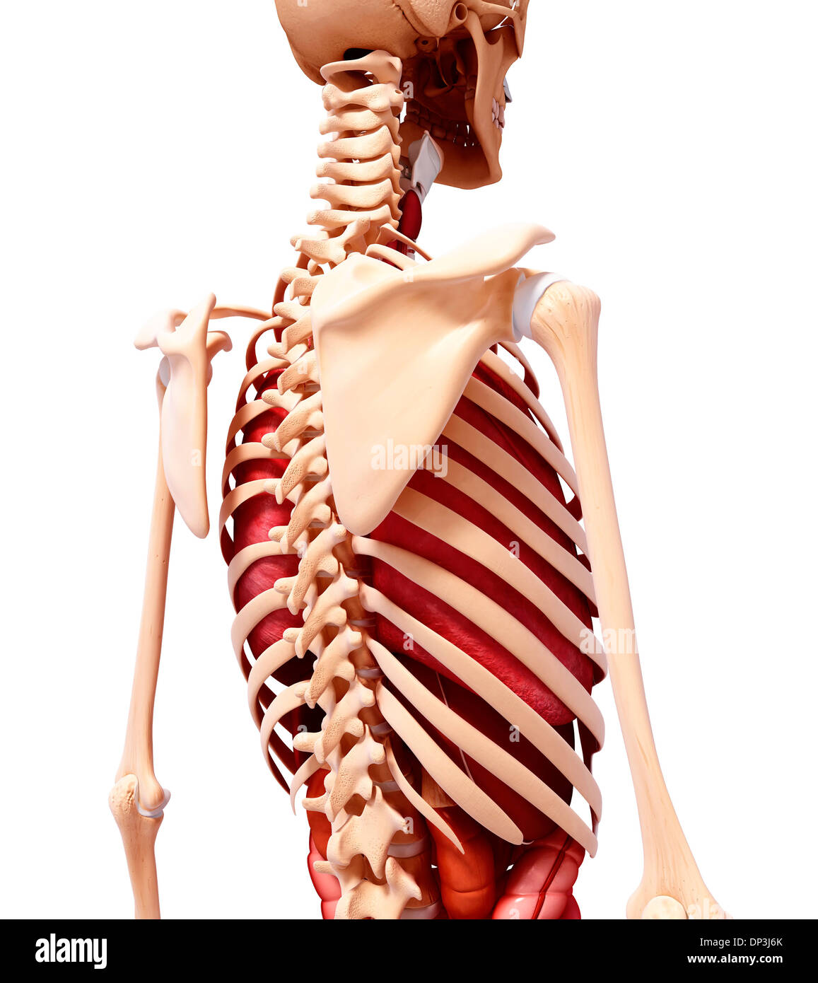 Anatomia Umana, artwork Foto Stock