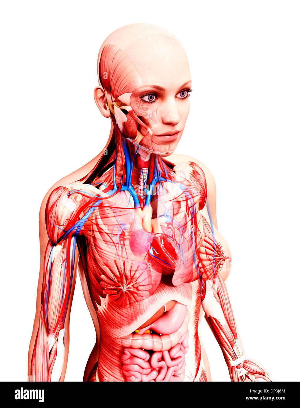 Anatomia femminile, artwork Foto Stock
