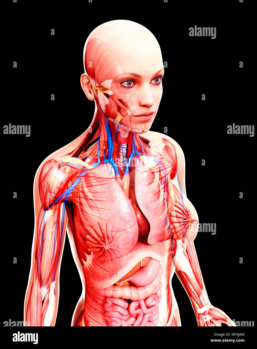 Anatomia femminile, artwork Foto Stock