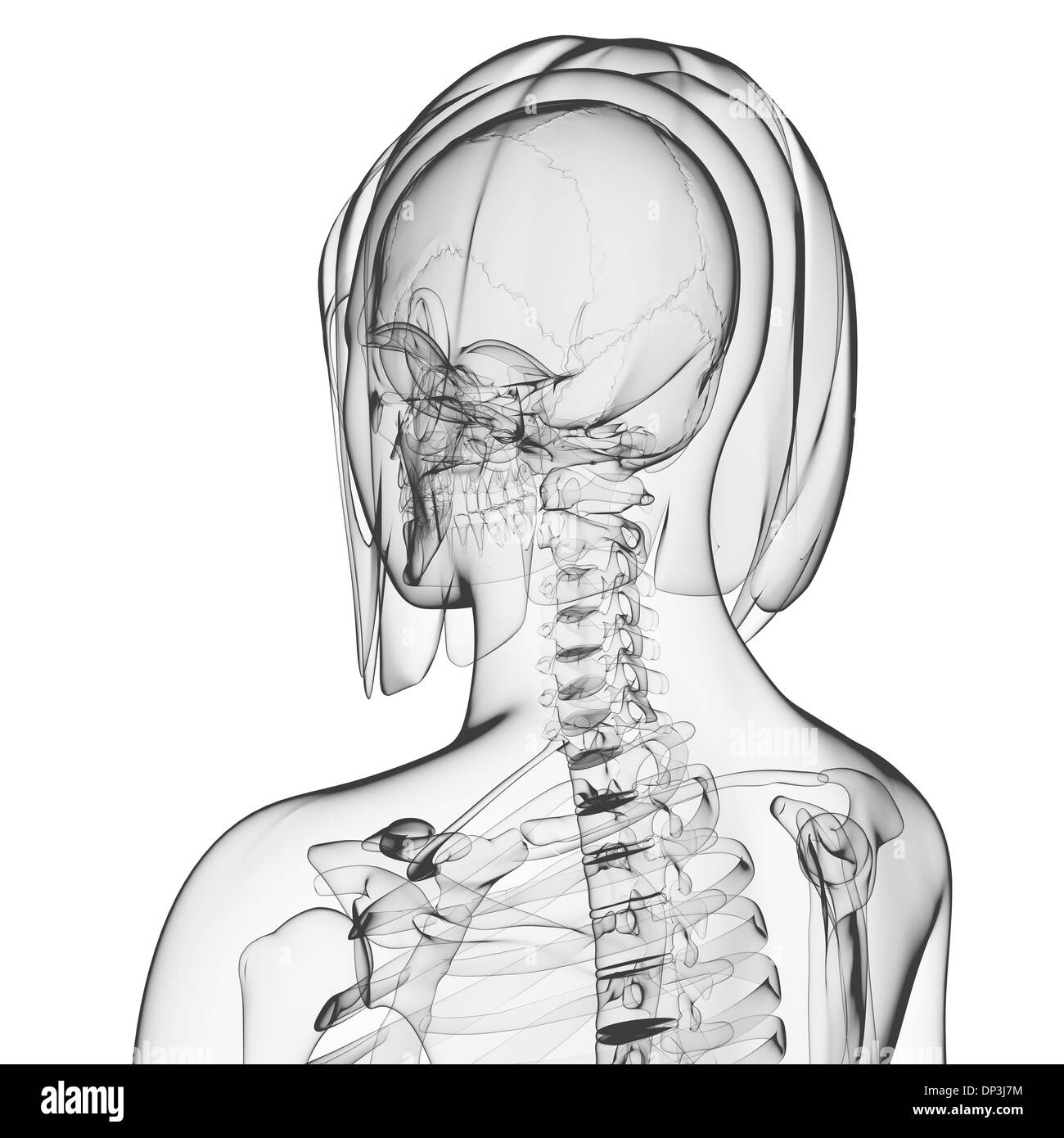 Scheletro femminile, artwork Foto Stock