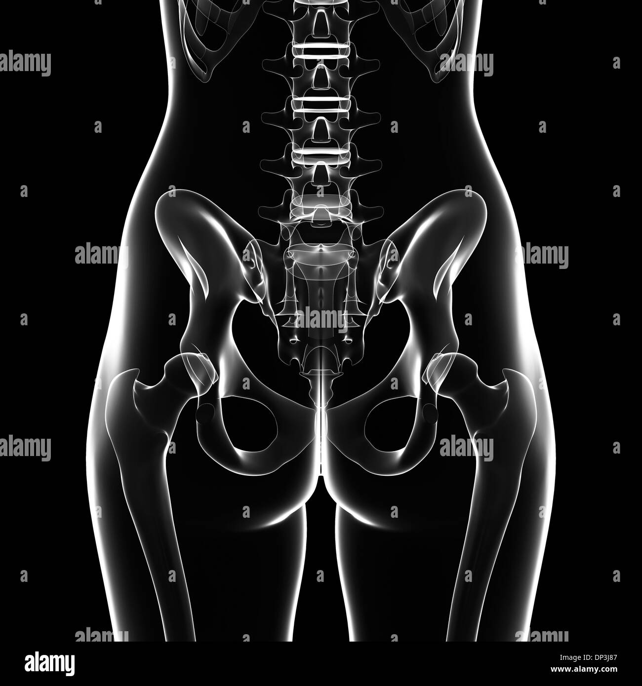 Human ossa pelviche, artwork Foto Stock