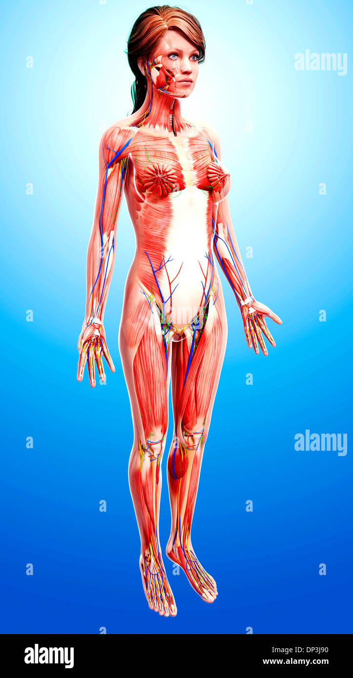 Anatomia femminile, artwork Foto Stock
