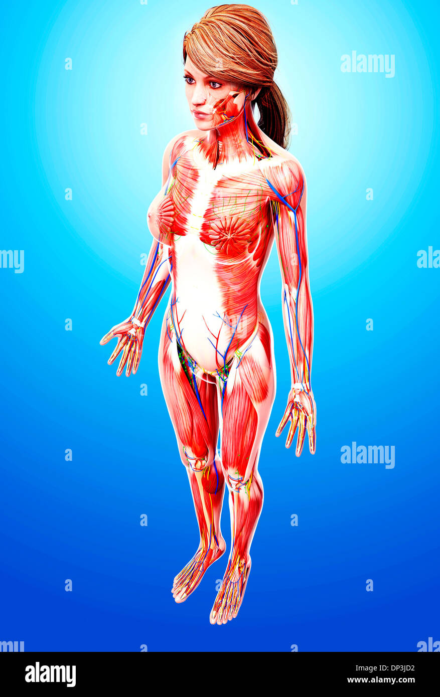 Anatomia femminile, artwork Foto Stock