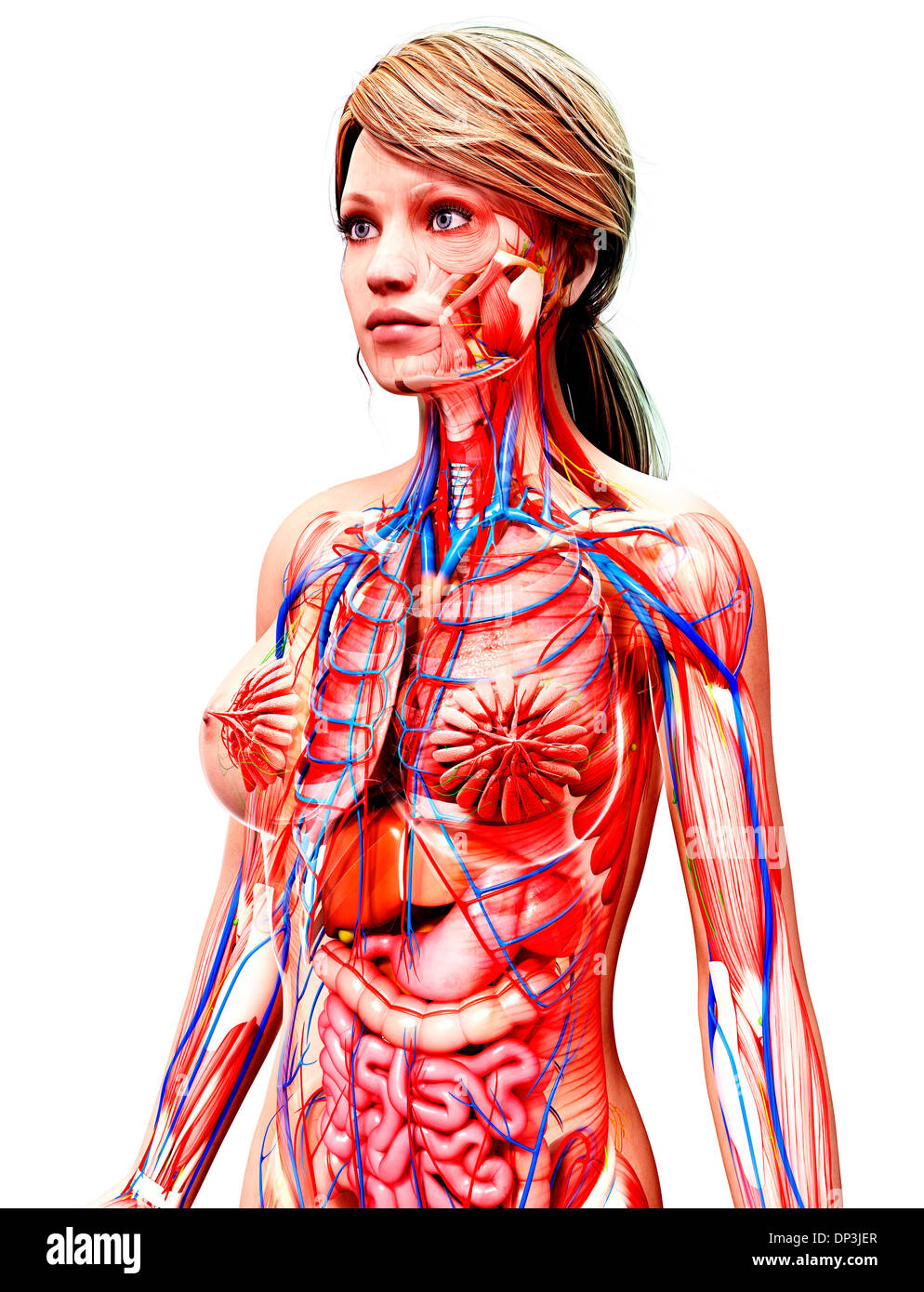 Anatomia femminile, artwork Foto Stock