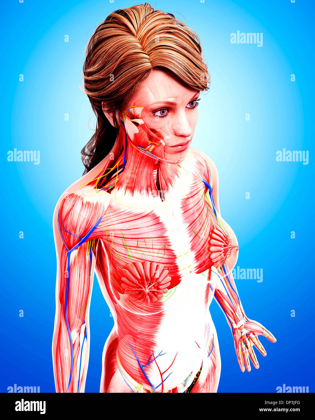Anatomia femminile, artwork Foto Stock