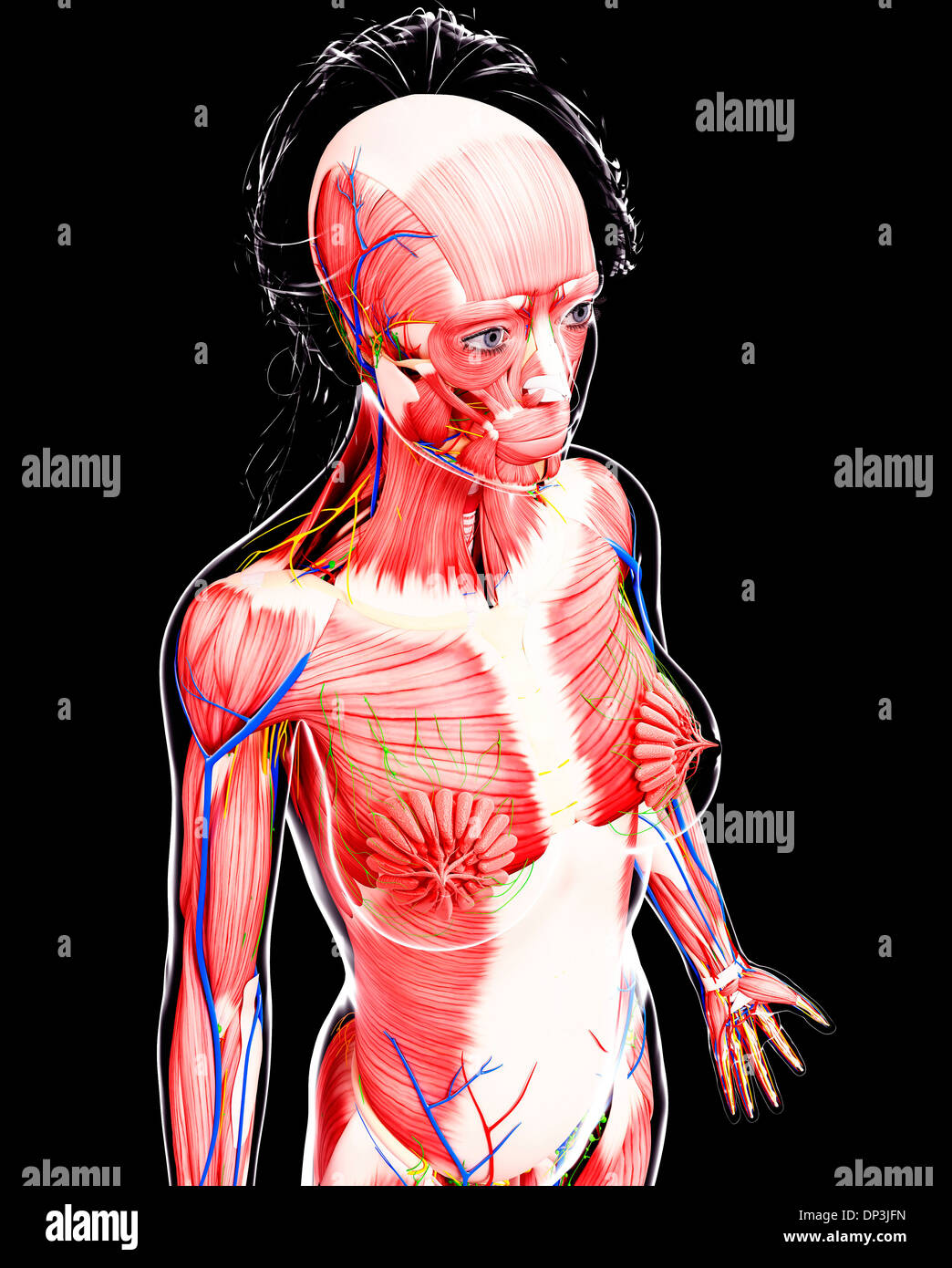 Anatomia femminile, artwork Foto Stock