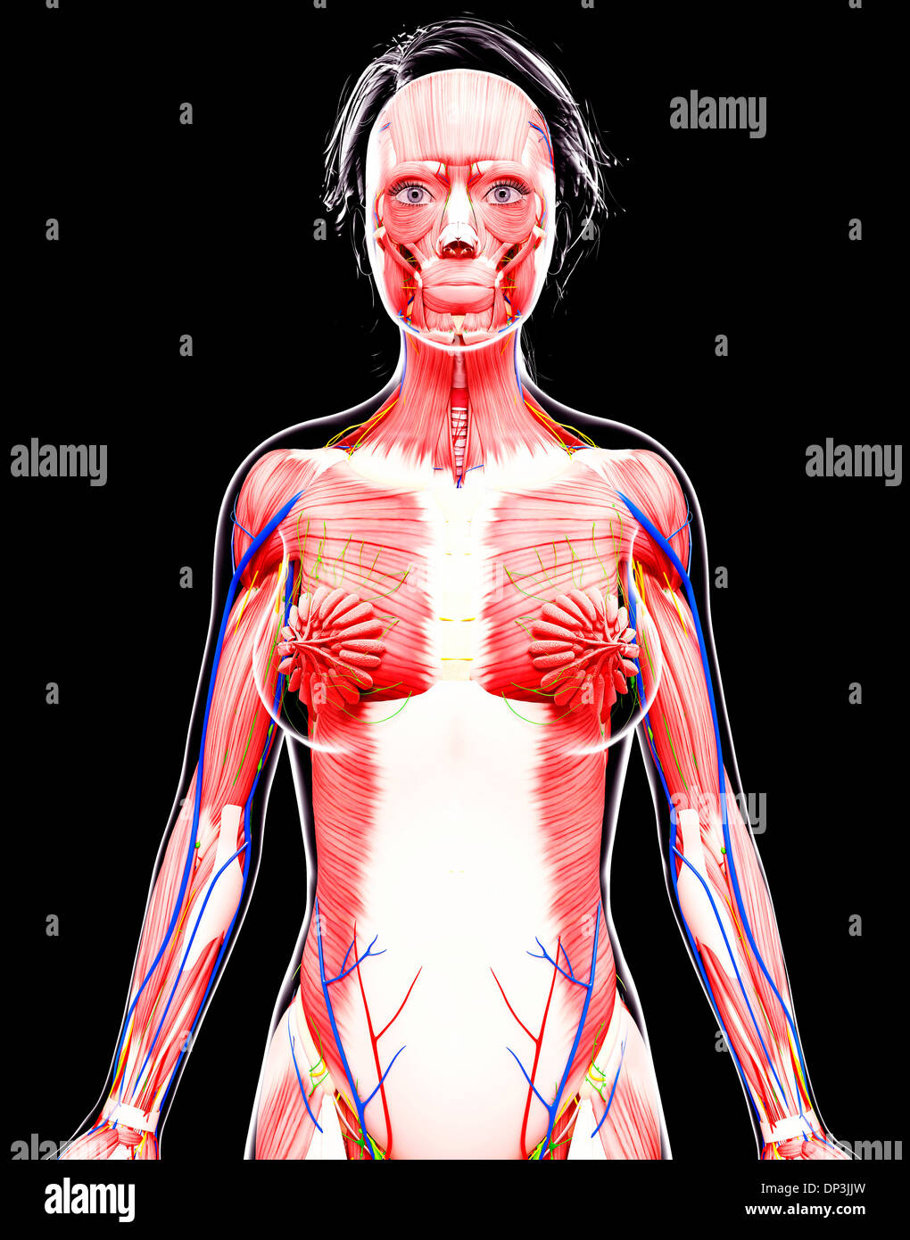 Anatomia femminile, artwork Foto Stock