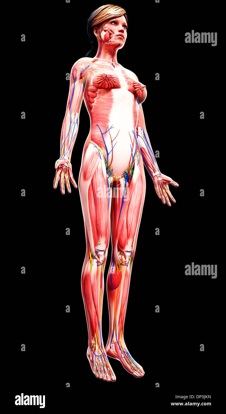 Anatomia femminile, artwork Foto Stock