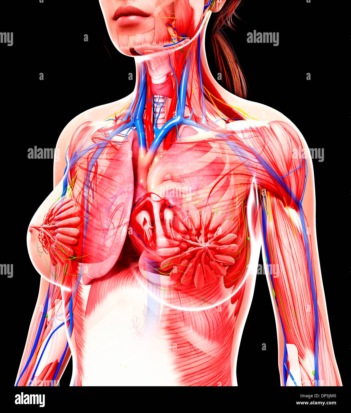 Femmina sistema cardiovascolare, artwork Foto Stock