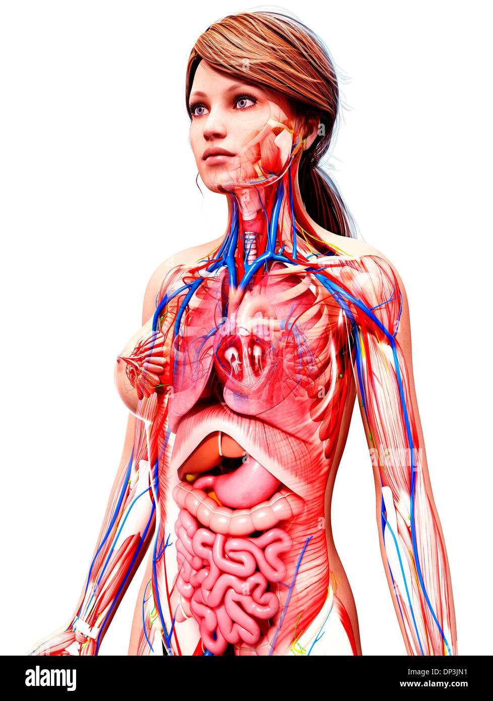 Anatomia femminile, artwork Foto Stock