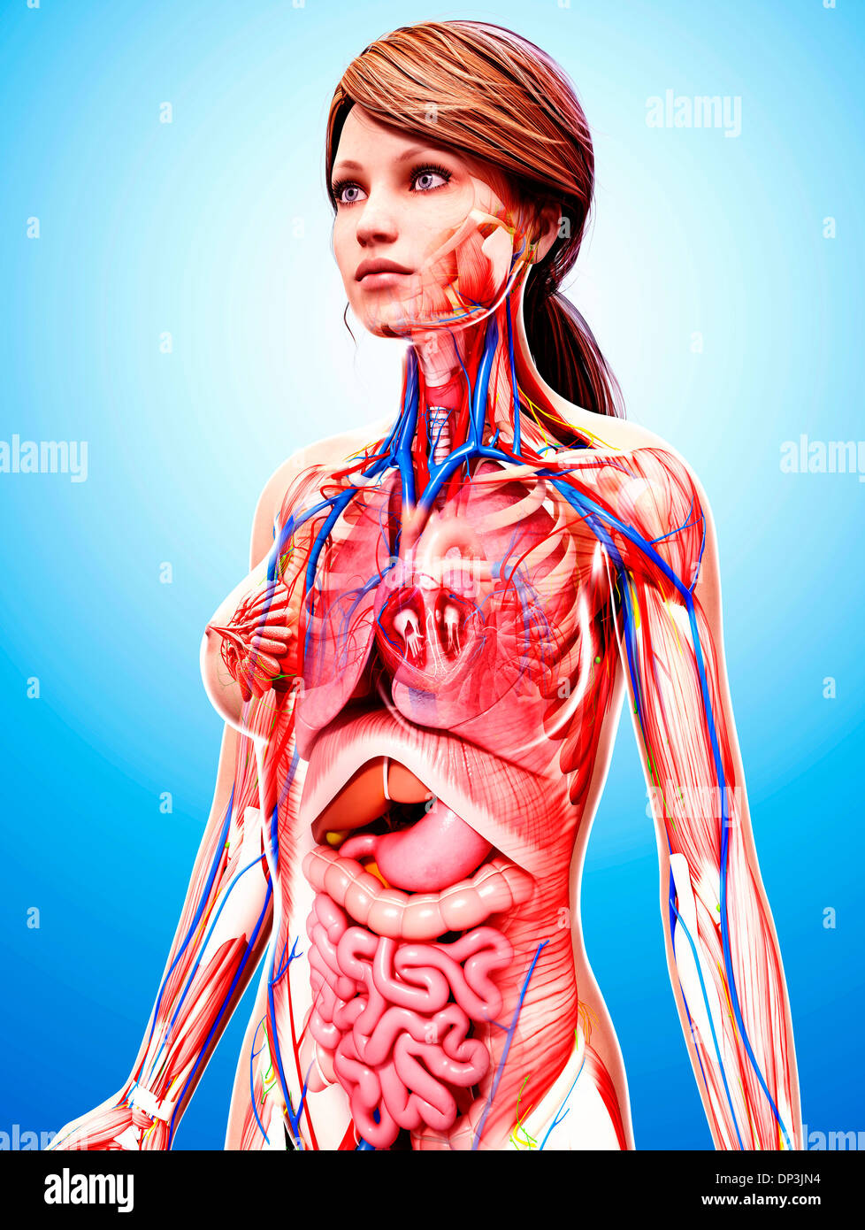 Anatomia femminile, artwork Foto Stock