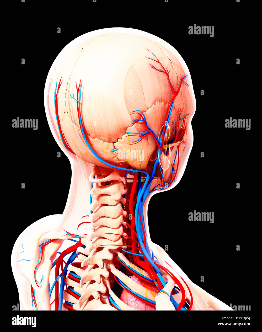 Anatomia Umana, artwork Foto Stock