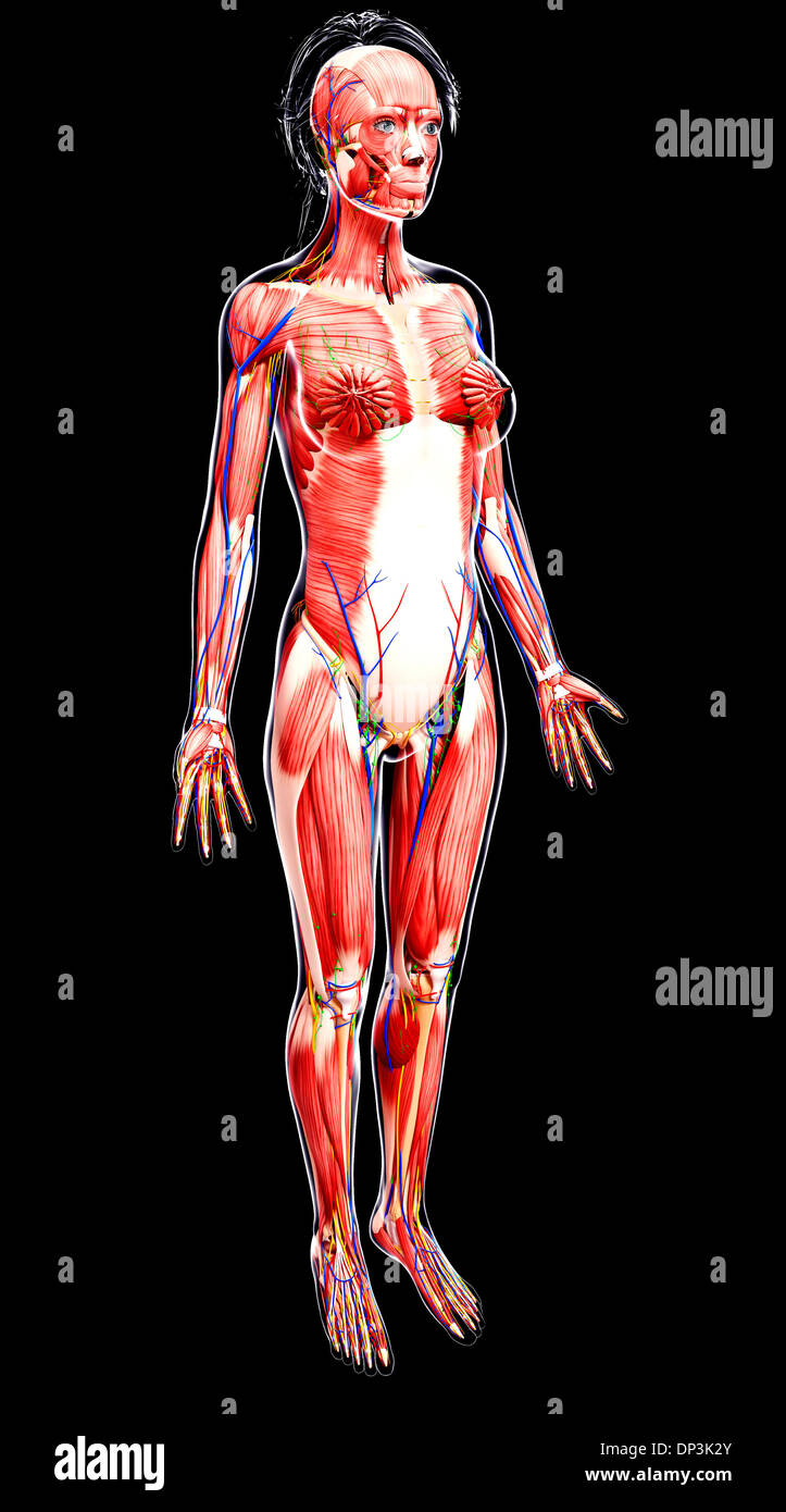 Anatomia femminile, artwork Foto Stock