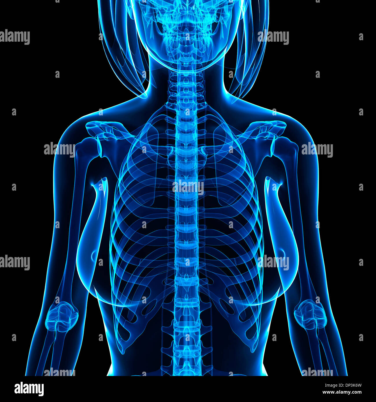 Scheletro femminile, artwork Foto Stock