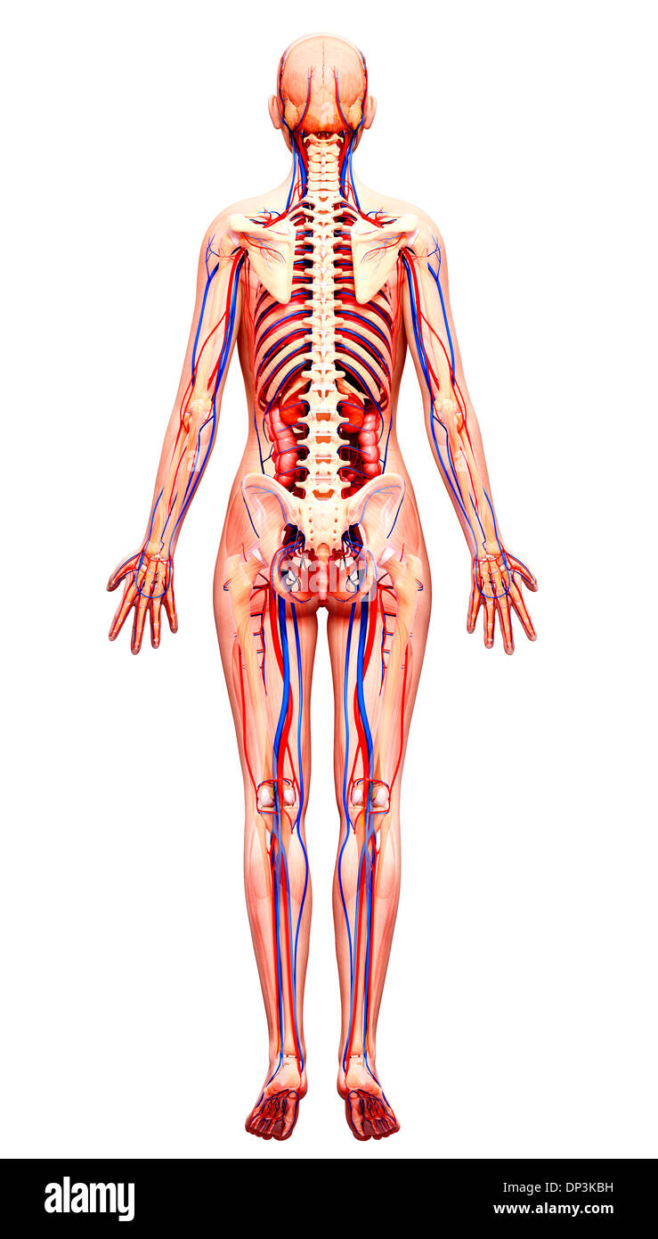 Anatomia femminile, artwork Foto Stock