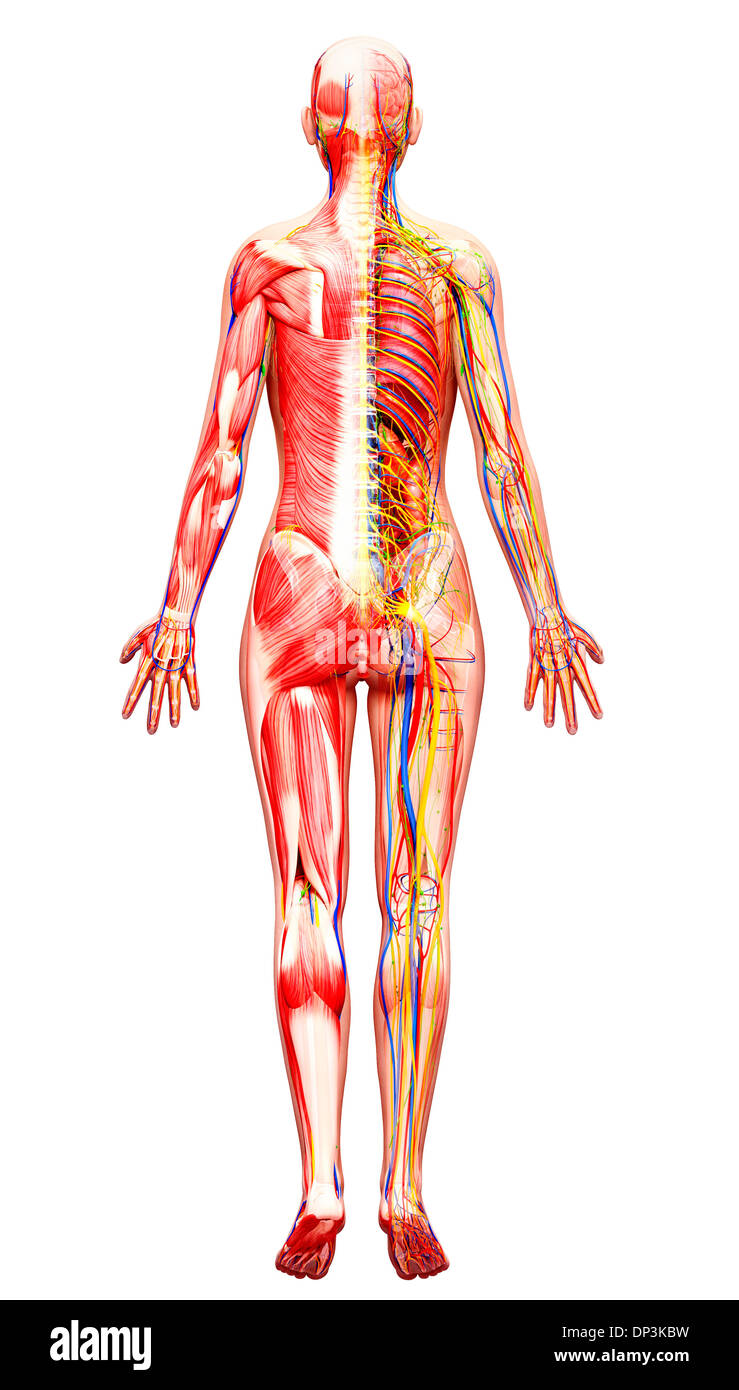 Anatomia femminile, artwork Foto Stock