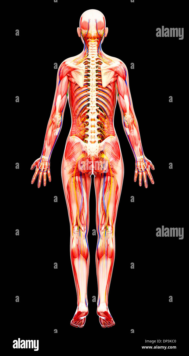 Anatomia femminile, artwork Foto Stock