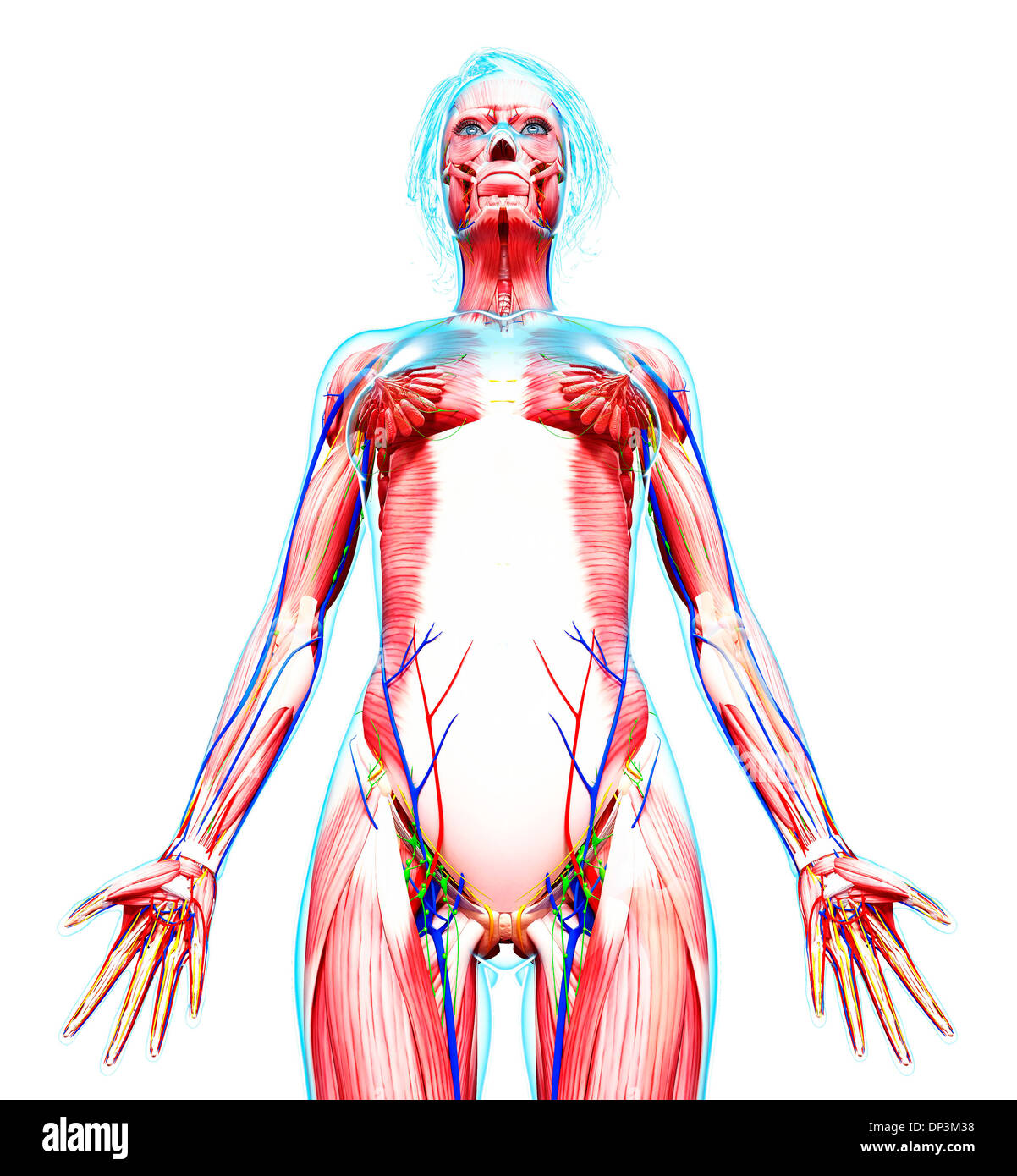Anatomia femminile, artwork Foto Stock