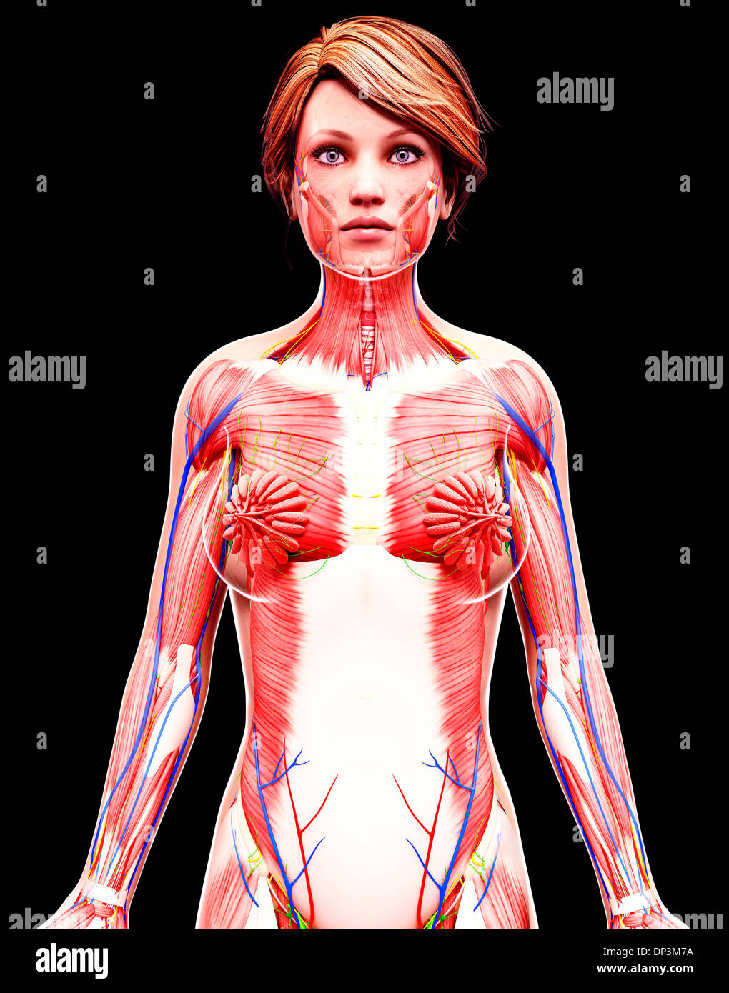 Anatomia femminile, artwork Foto Stock