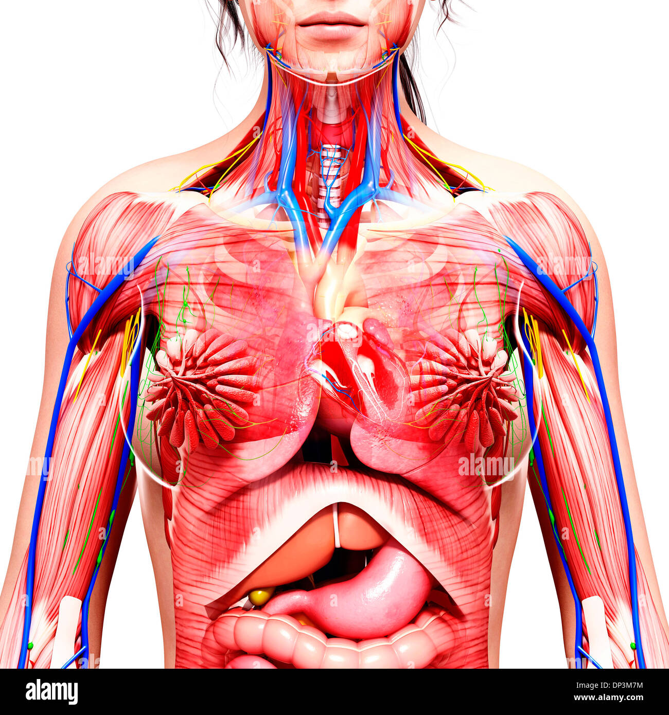 Anatomia femminile, artwork Foto Stock