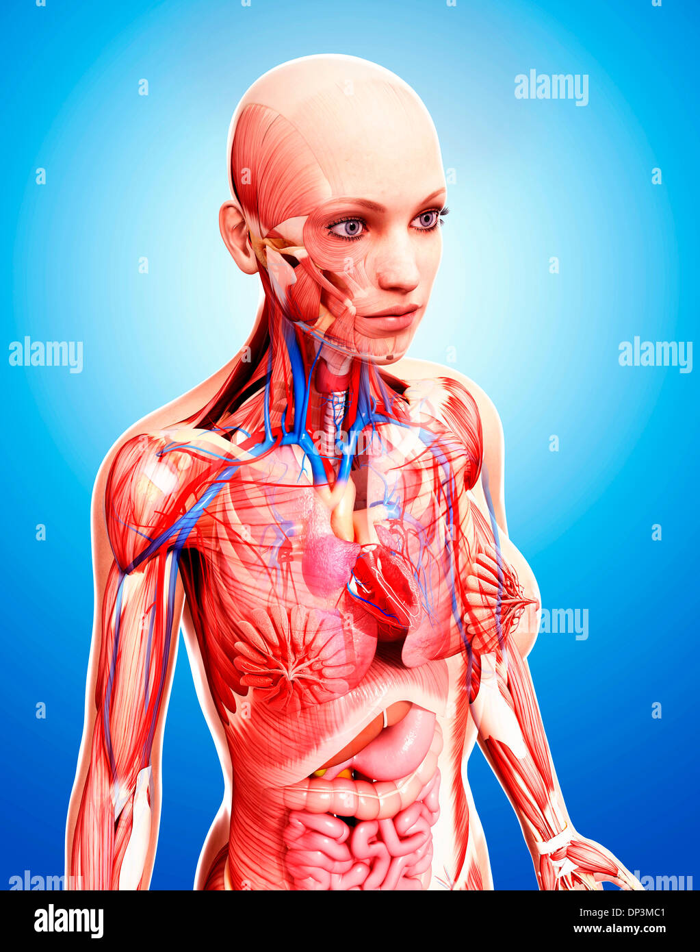 Anatomia femminile, artwork Foto Stock