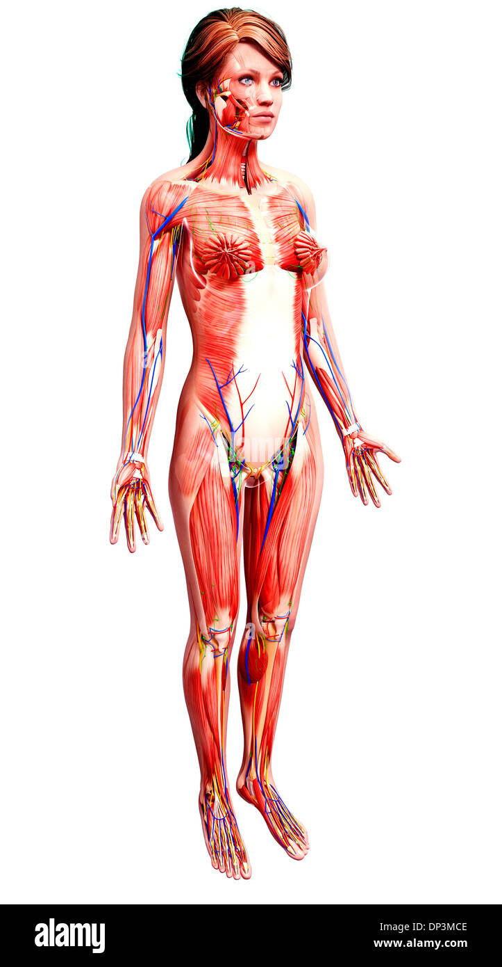 Anatomia femminile, artwork Foto Stock